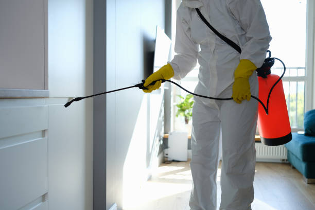 Best Basement Mold Remediation in Atkinson, IL