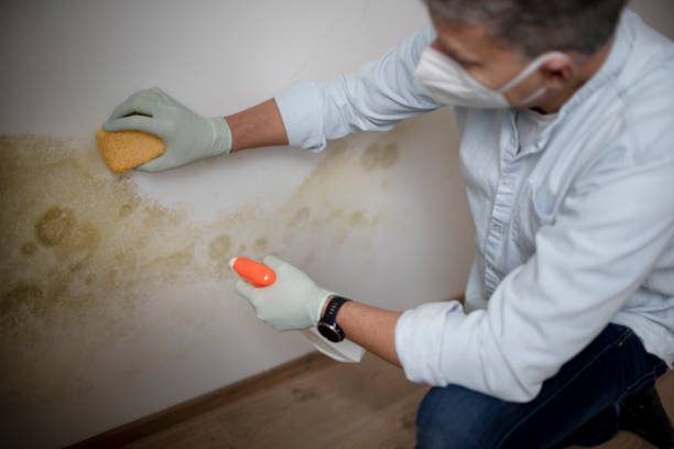 Best Attic Mold Remediation in Atkinson, IL