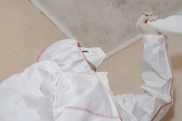 Best Insurance-Related Mold Remediation in Atkinson, IL