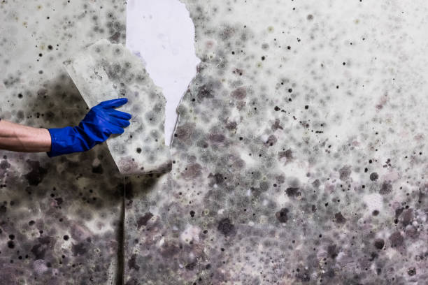 Best HVAC Mold Remediation in Atkinson, IL